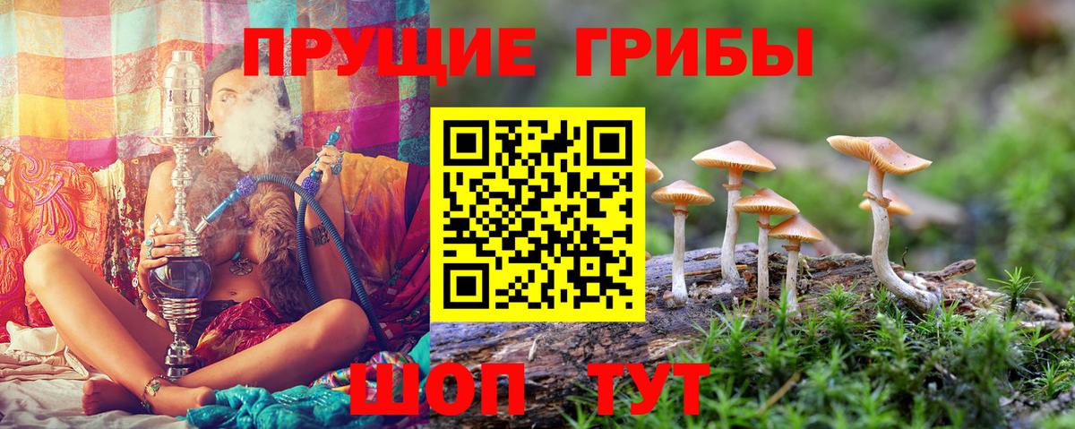Псилоцибиновые грибы прущие грибы Северск
